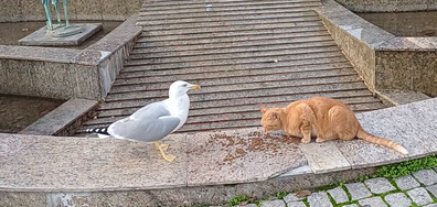 Приятелска среща