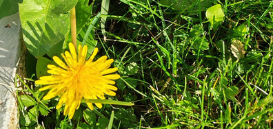 Последните глухарчета