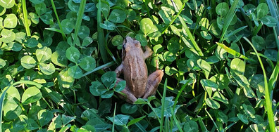 Жаба в парка