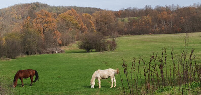 Коне на есенна паша