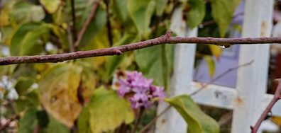 Цъфнал люляк в края на ноември в с. Крушевец