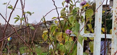 Люлякът цъфна