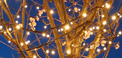 Цъфнала японска вишна в Правец