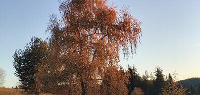 Есен в Родопите