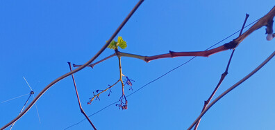 Пролет идва