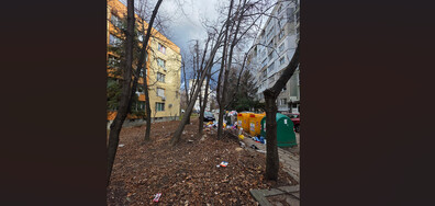 Дърво пред падане