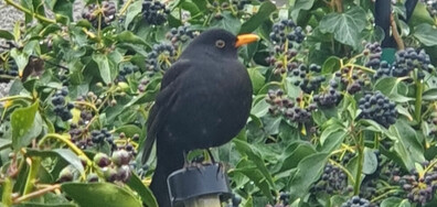 Тръгнал кос...