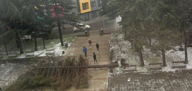 Паднало дърво