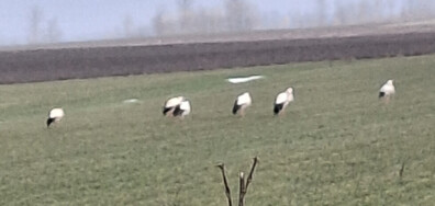 Щъркели на 1 март