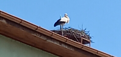 Щъркелите вече са тук