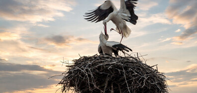 Щъркели по залез