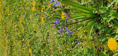 Красотата на пролетта !!!