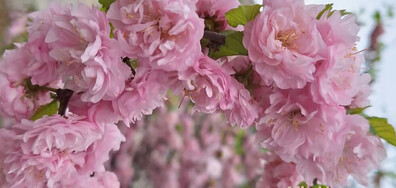 Пролет в розово