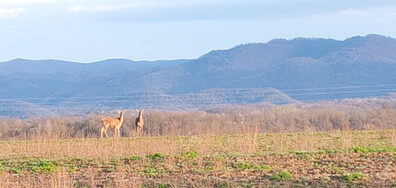 Кошути в Еленския балкан