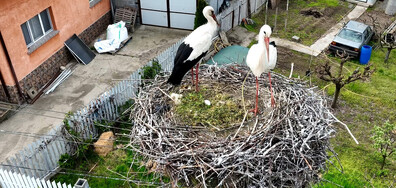 Двойка щъркели с яйце