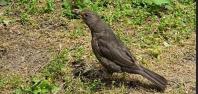 Две зрънца...