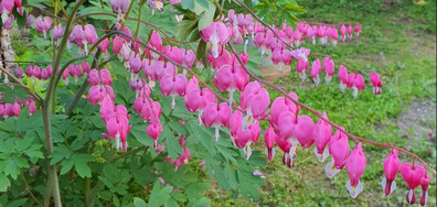 Розови сърца