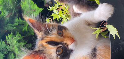 "Цветя" в саксия...🐈🐈‍⬛🌼🌷
