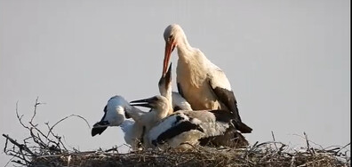 В летния зной – щъркел пои и разхлажда с вода малките си