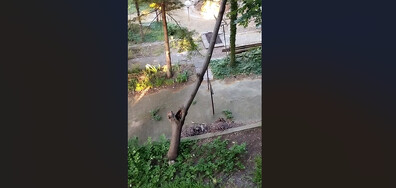 Падащо дърво