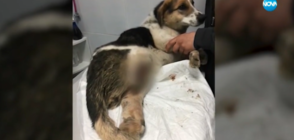 Куче се бори за живота си, след като неизвестен отряза краката му