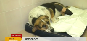 Лекари се борят за живота на кучето с отрязани лапи (ВИДЕО)