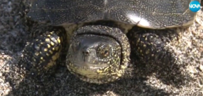 ПЛАЖ ПРЕЗ АПРИЛ: Ентусиасти събираха тен в Бургас (ВИДЕО)