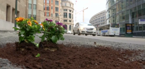ЦВЕТЕН ПРОТЕСТ: Мъж "ремонтира" дупки по улиците с цветя (ВИДЕО)