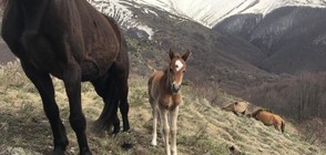 Конче се роди в стадото, бедствало в Осоговската планина (ВИДЕО+СНИМКИ)