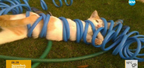 Котки с лош късмет (ВИДЕО)