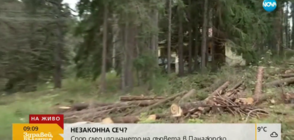 Спор след изсичането на дървета в Панагюрско