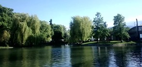 Езерото в Борисовата градина – с новоизлюпени обитатели (СНИМКИ)