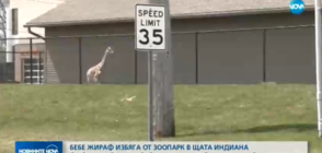 Бебе жираф избяга от зоопарк в САЩ (ВИДЕО)