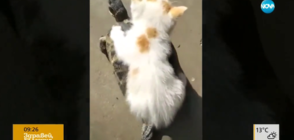 Костенурка или котешко такси? (ВИДЕО)