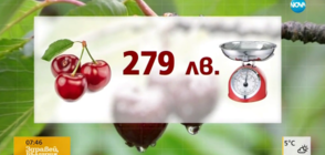 КИЛОГРАМ ЧЕРЕШИ ЗА 279 ЛВ.: Възможно ли е?