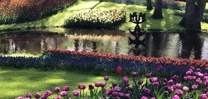 Койкенхов - паркът, събрал красотата и сиянието на лалетата (ГАЛЕРИЯ)