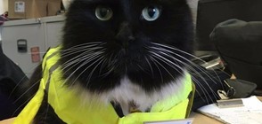 СЛЕД 5 ГОДИНИ СЛУЖБА: Повишиха котката, която работи на гарата (ВИДЕО+СНИМКИ)