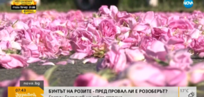 БУНТЪТ НА РОЗИТЕ: Пред провал ли е розоберът?