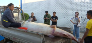 Китайски рибари уловиха 514-килограмова есетра (ВИДЕО)