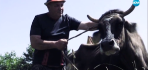 Ще бъде ли умъртвена крава заради бягството й в Сърбия?