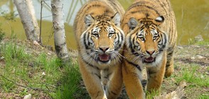 Тигри и лъв избягаха от зоопарк в Чехия