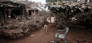 Расте броят на жертвите след изригването на вулкан в Гватемала (ВИДЕО+СНИМКИ)