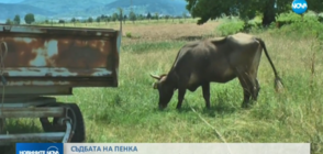 Първите резултати от изследванията на кравата Пенка са добри