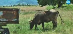 САГАТА "ПЕНКА": БАБХ излиза с окончателни резултати