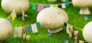 СМАЙВАЩО: Изящни миниатюри разкриват вълшебен свят (ГАЛЕРИЯ)