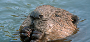 Компания предлага уиски с аромат на... бобър