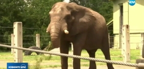 БЯГСТВО ОТ ЗООПАРКА: Слонът на Майкъл Джексън избяга
