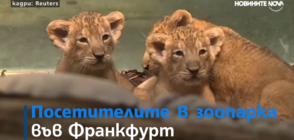 Лъвчета тризнаци радват посетителите на зоопарка във Франкфурт (ВИДЕО)