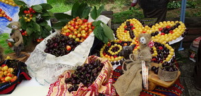 Гигантска торта и награди на Празника на черешата в Кюстендил (ВИДЕО+СНИМКИ)