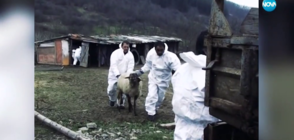 Унищожен ли е традиционният поминък на животновъдите в Странджа?